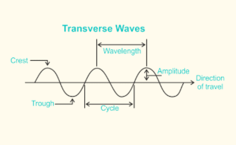 Transverse Waves Examples Diagram And Properties