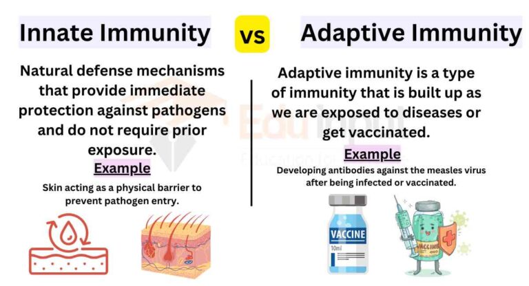 Difference Between Innate Immunity And Adaptive Immunity