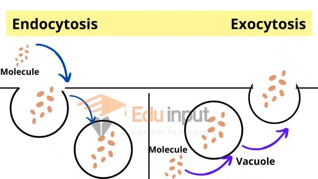 Image showing process of endocytosis and exocytosis