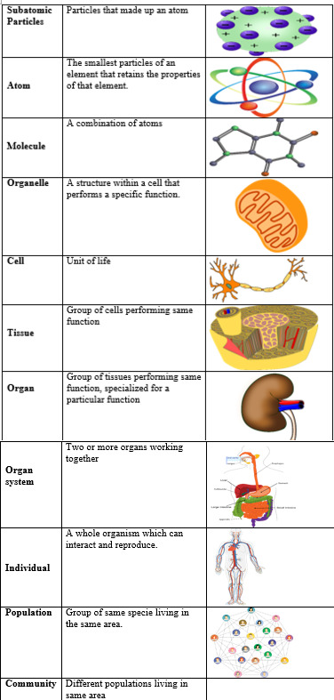 Image showing Worksheet for levels of biological organization
