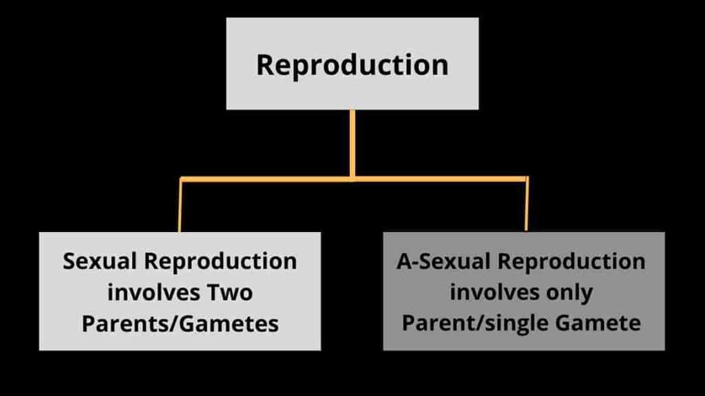 Reproduction 11zon