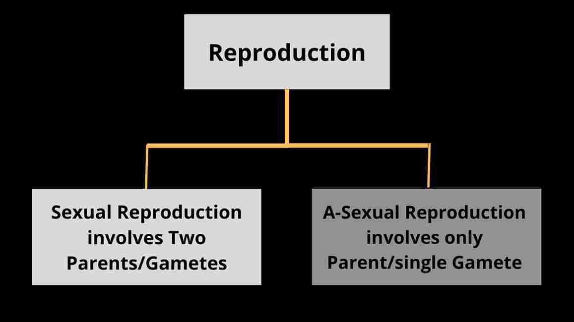 Sexual Reproduction Types Of Reproduction and Fertilization