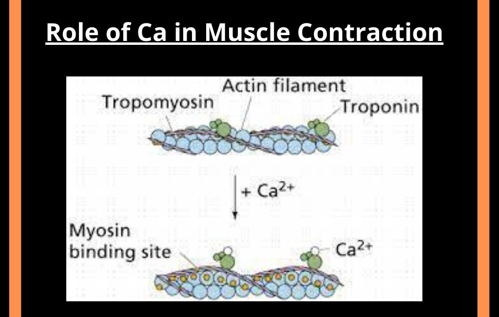 Role of Ca in Muscle Contraction