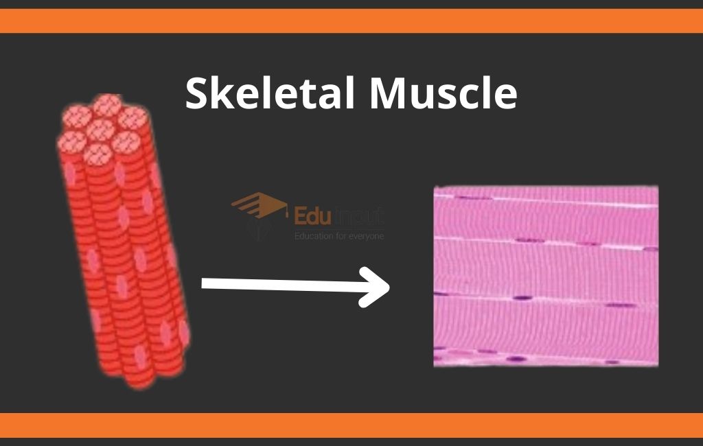 image showing skeletal muscles