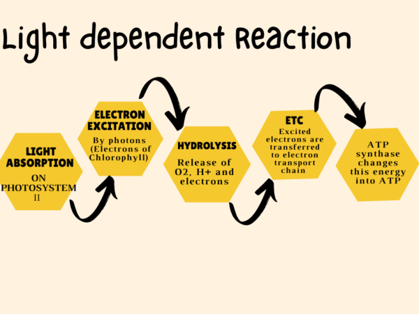 What Is A Light Dependent Reaction Simple Definition