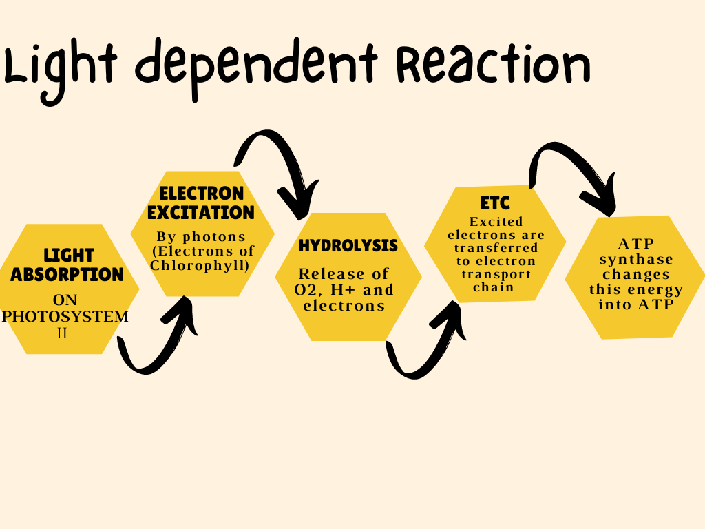 Image showing step oF light-dependent reaction
