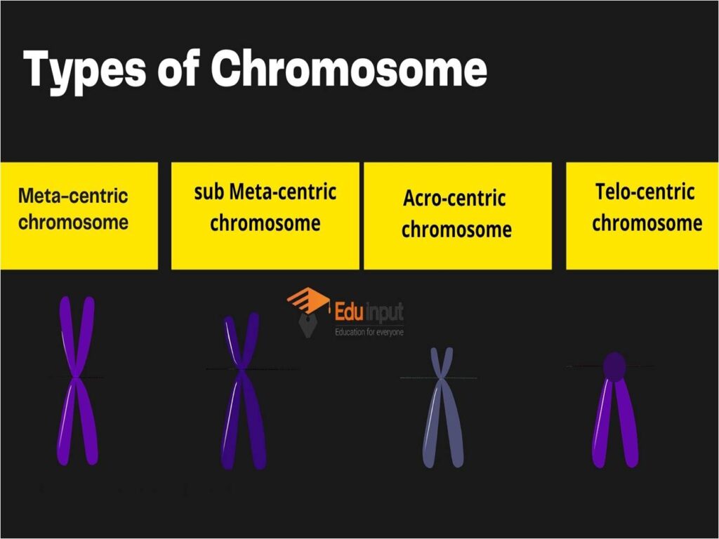 image showing types of chromosomes