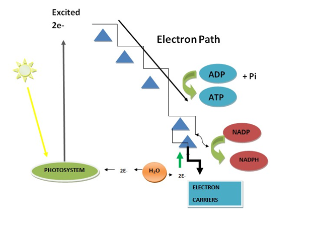 Image showing process of electron transport chain