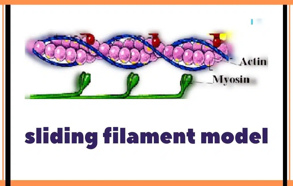 image showing sliding filament model