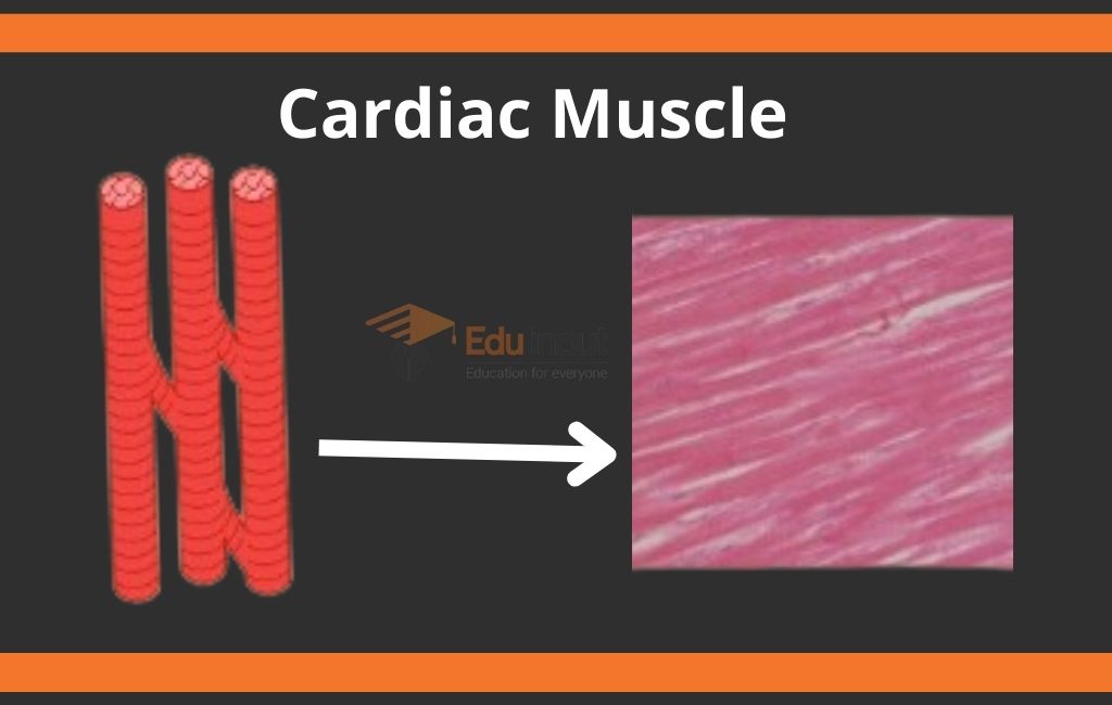 image showing cardiac muscles