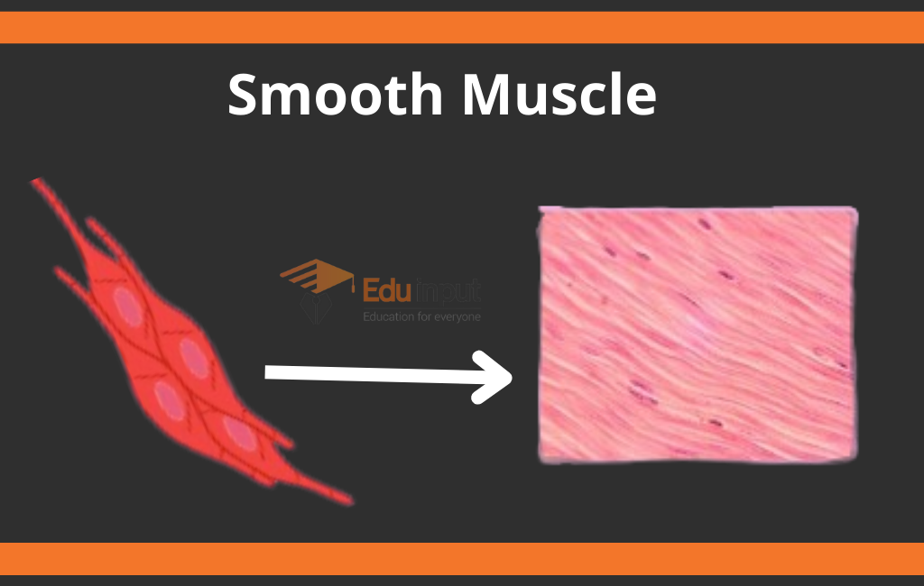 image showing smooth muscles
