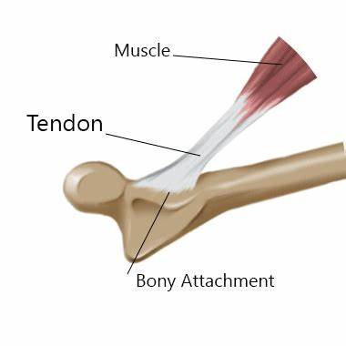 tendon structure removebg preview 2