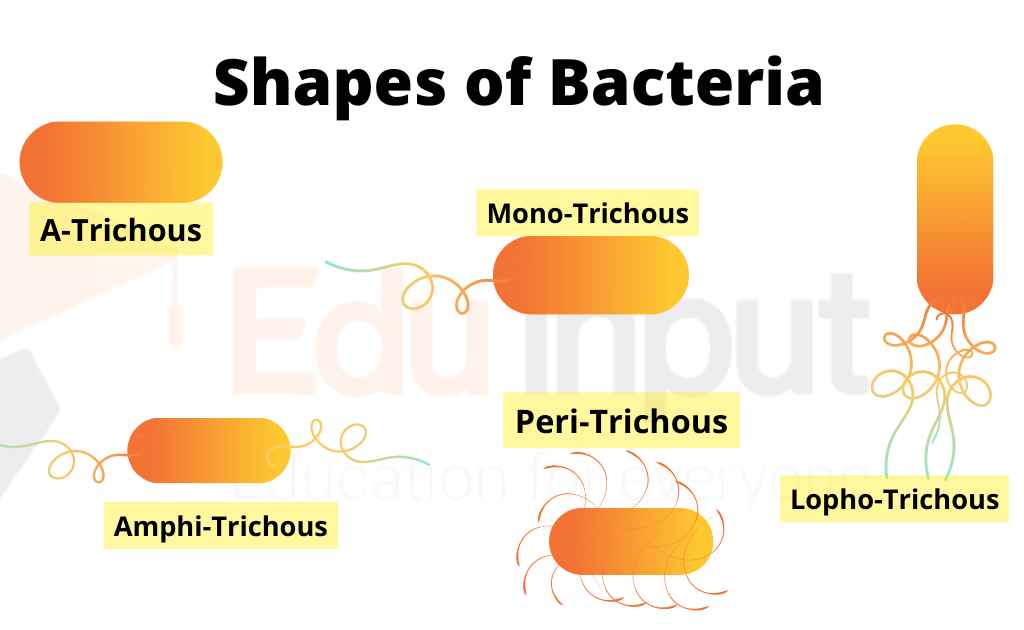 image showing bacteria classification