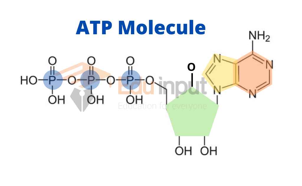 Image showing structure of Adenosin Triphosphate