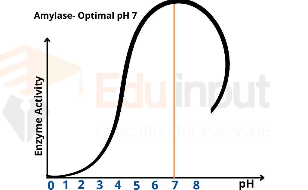 image showing optimal pH of Amylase-