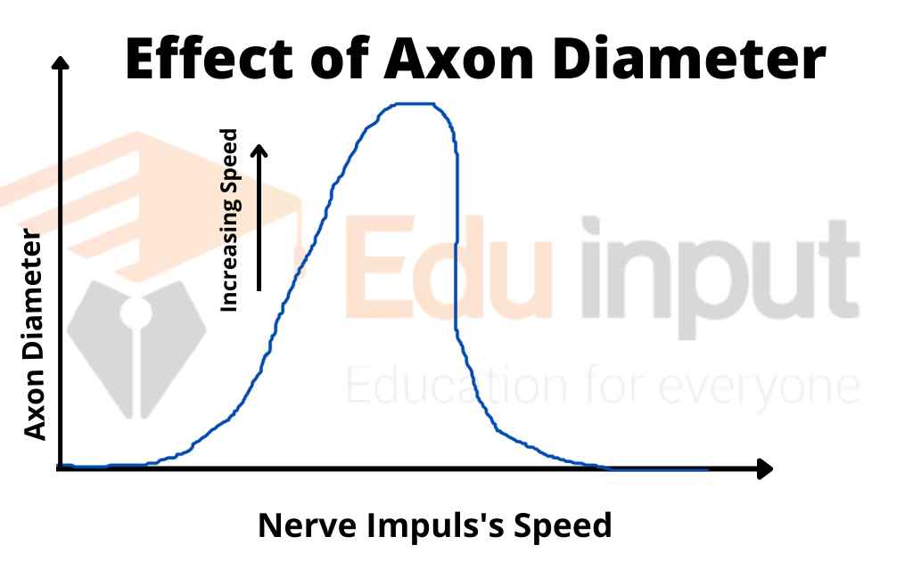 Image showing effect of axon diameter on impulse's speed
