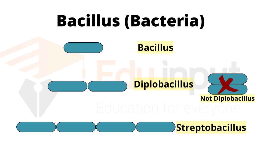 image showing shapes of bacilli