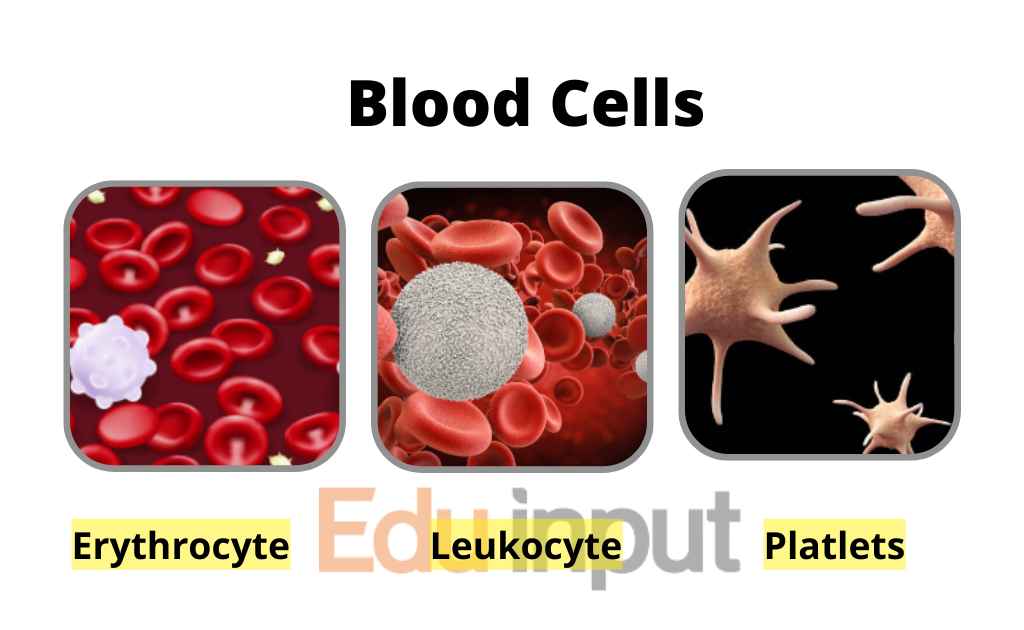 Composition Of Blood A Brief Description