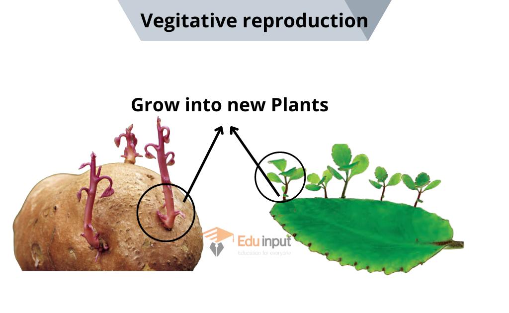 image showing the vegetative propagation 