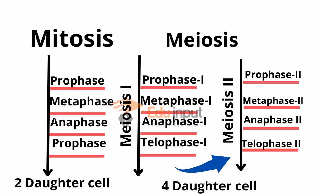 image showing stagesof mitosis and meiosis