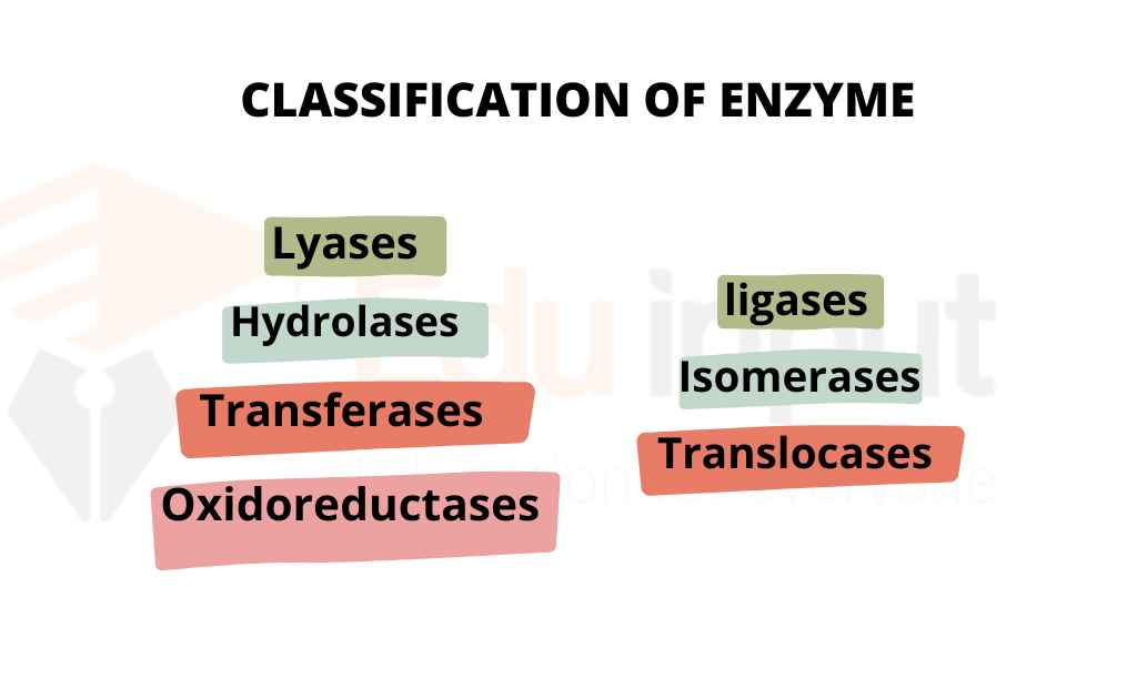 Image representing enzyme classes