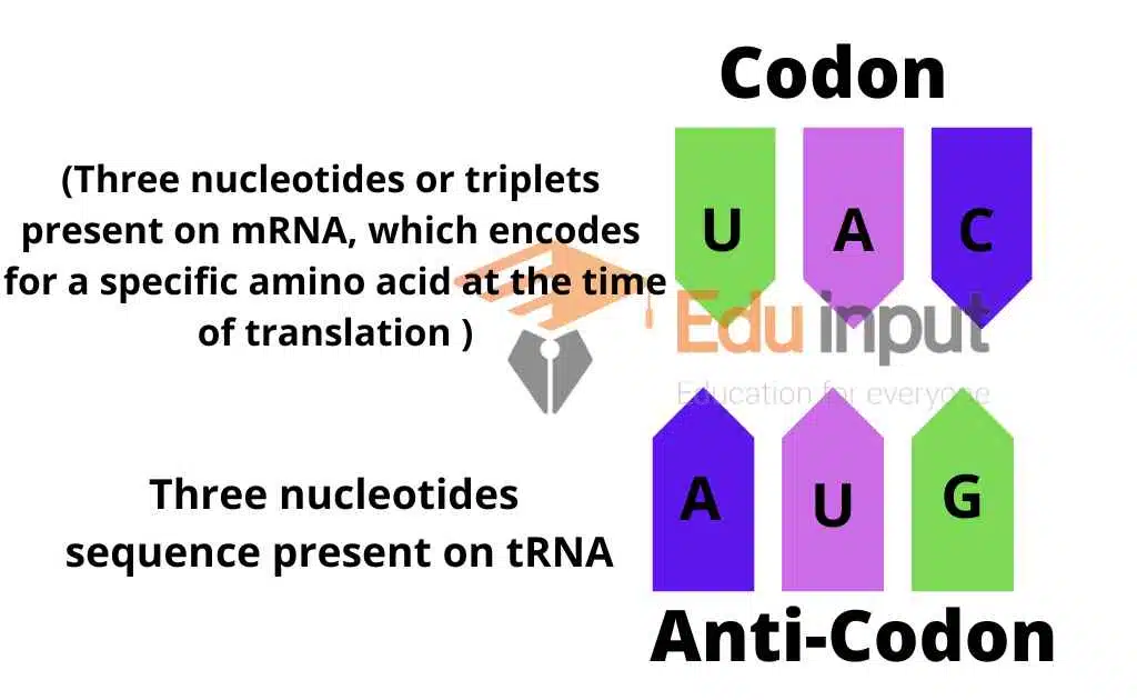 image showing codon and anticodon examples