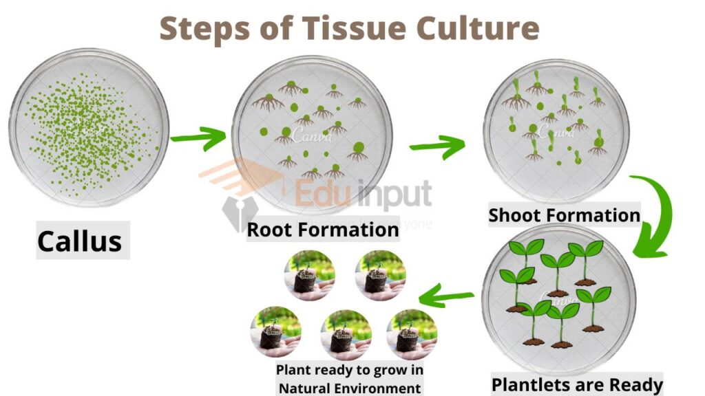 image showing root and shoot formation by tissue culture