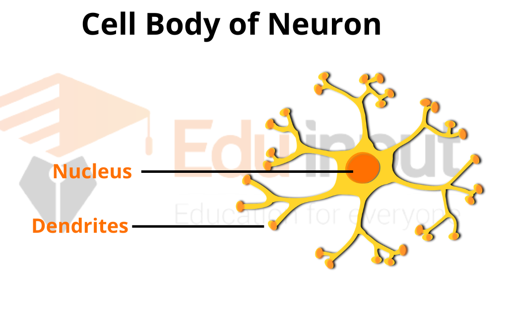 image showing neuron's cell body