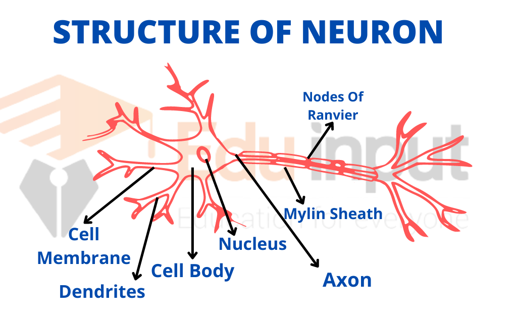 Image showing structure of the neuron