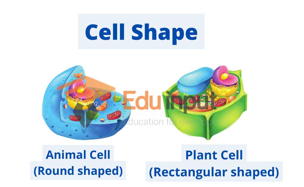 image showing shape of plant and animal cell