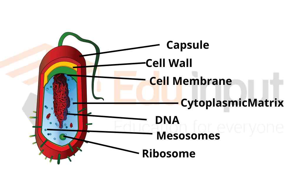 image representing general structure of bacteria