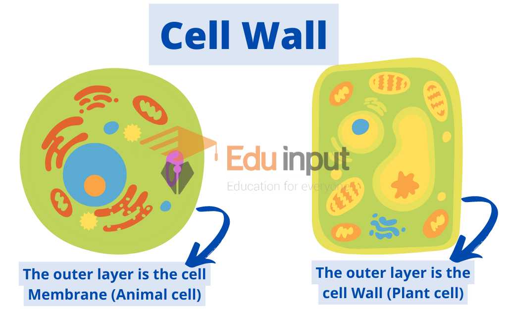 image showing presence of cell wall in plant cell