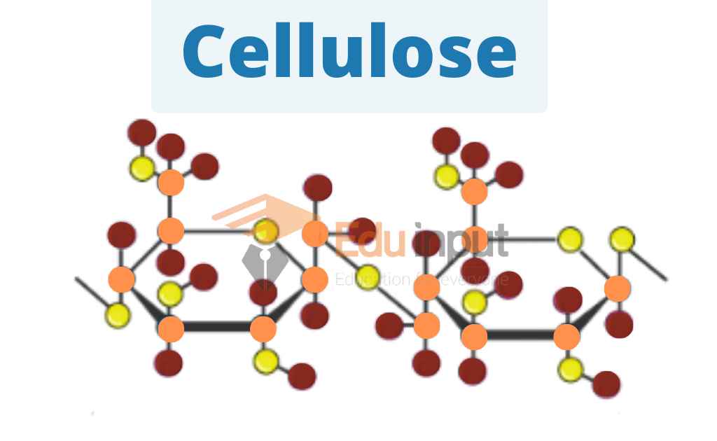 image showing the structure of cellulose