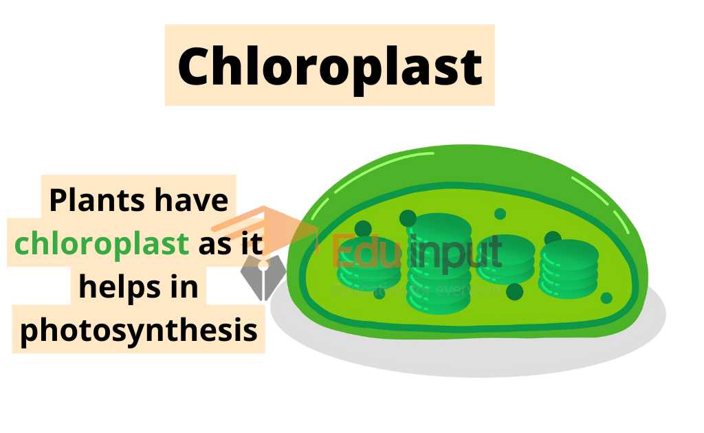 image showing chloroplast