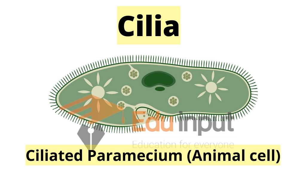 image showing ciliated animal cell