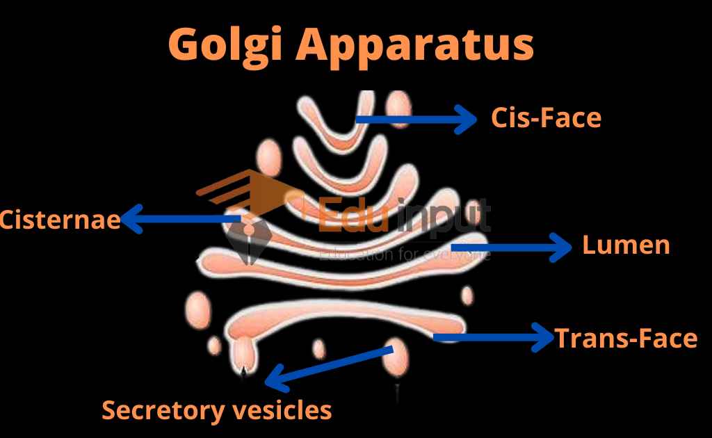 image showing structure of golgi apparatus