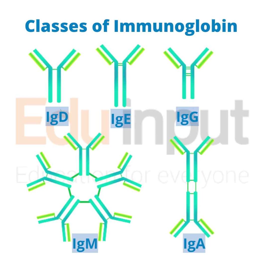 image showing types of immunoglobin