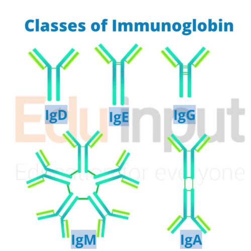 Immunoglobin- Definition, Structure, And Types