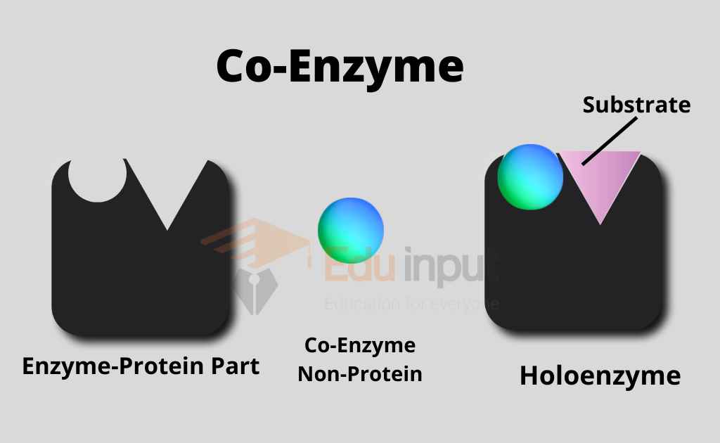 image showing functioning of coenzyme