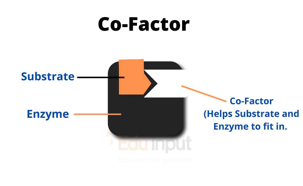 Image showing the structure of cofactor