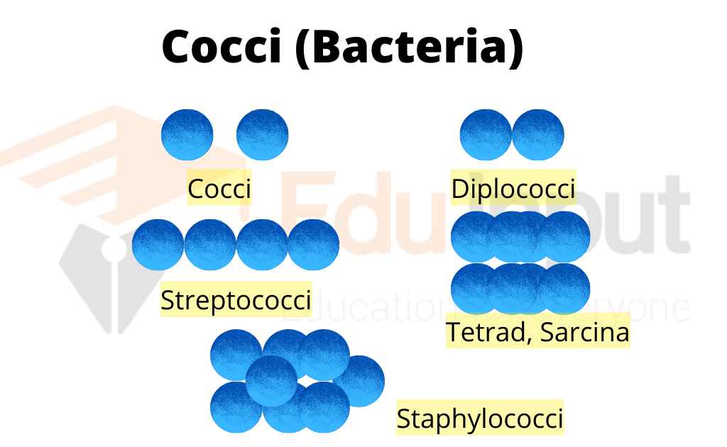 Image showing shapes of cocci bacteria