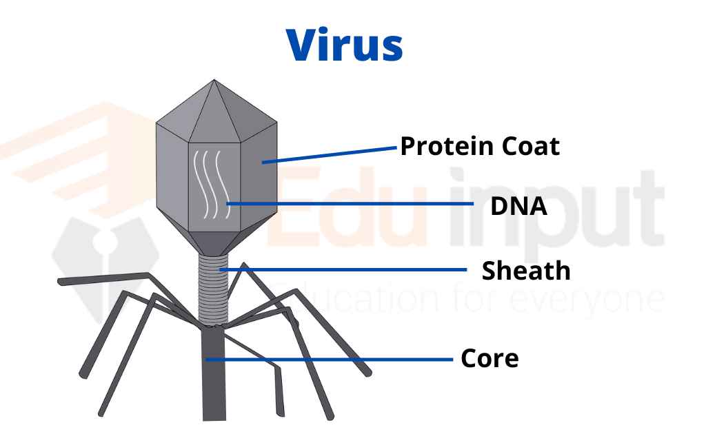 Image showing a general structure of viruses
