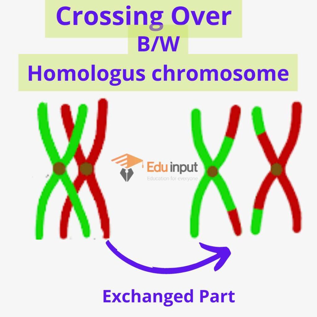 image showing crossing over