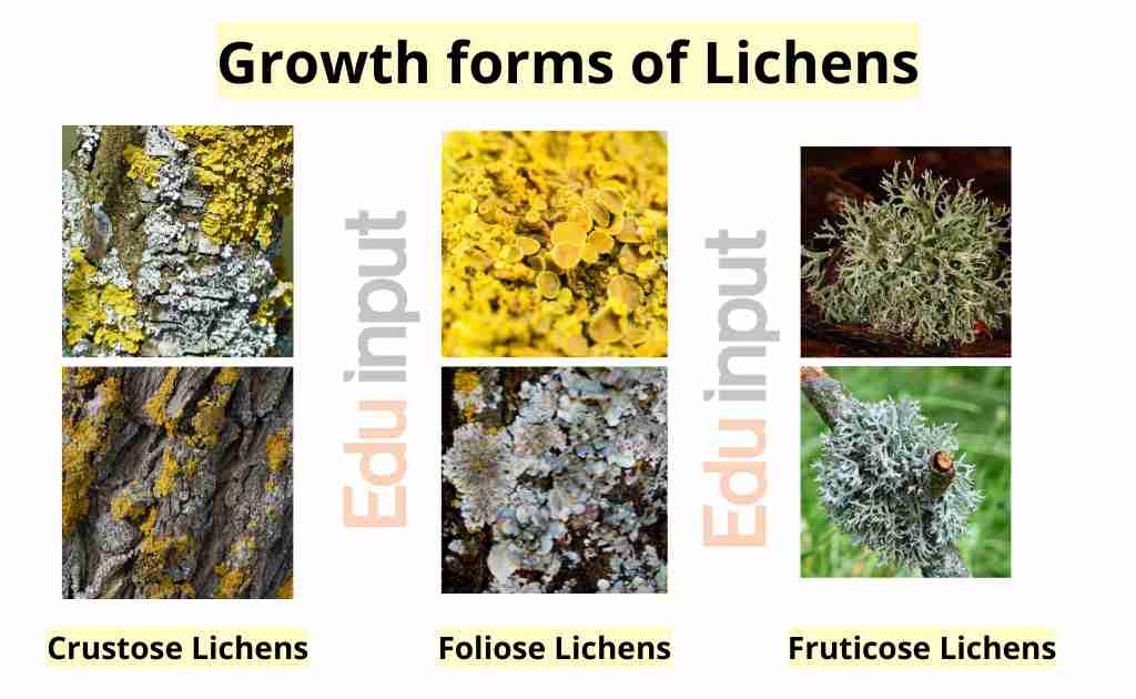 image showing examples of forms of growth of lichens