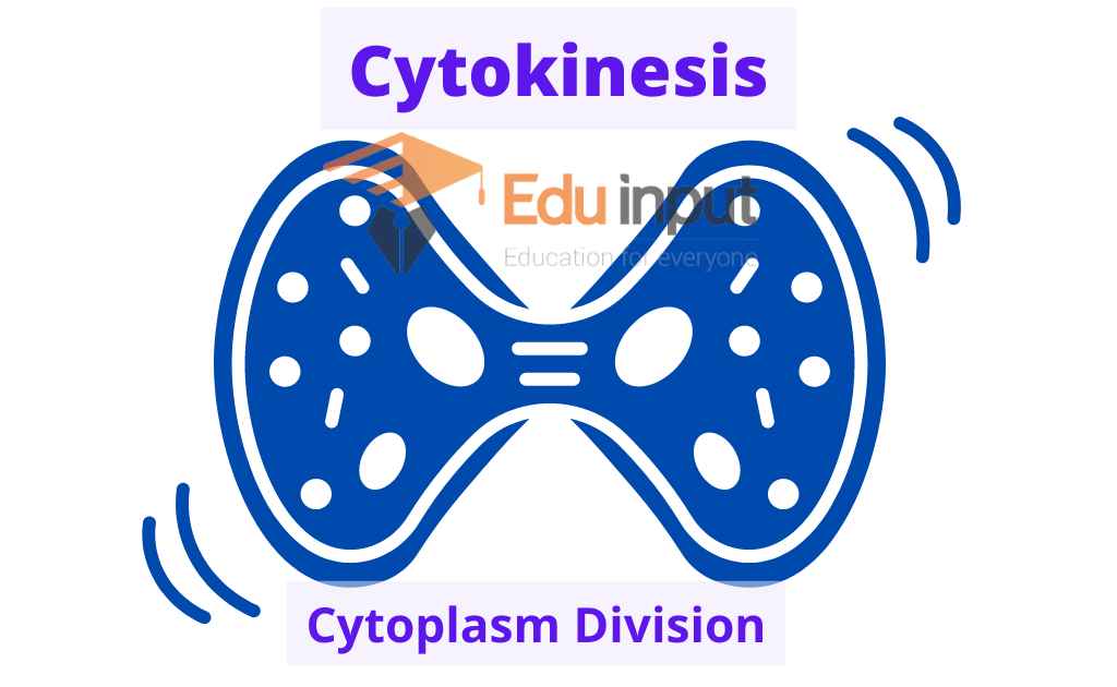 image representing cytoplasm division