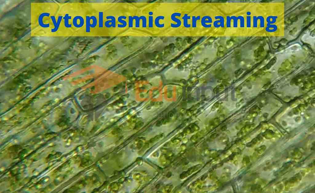 image showing cytoplasmic streaming in a cell
