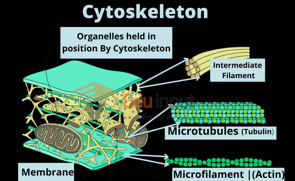 Image showing types of cytoskeleton filaments