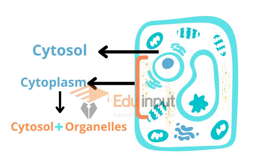 image representing cytosol in plant cell