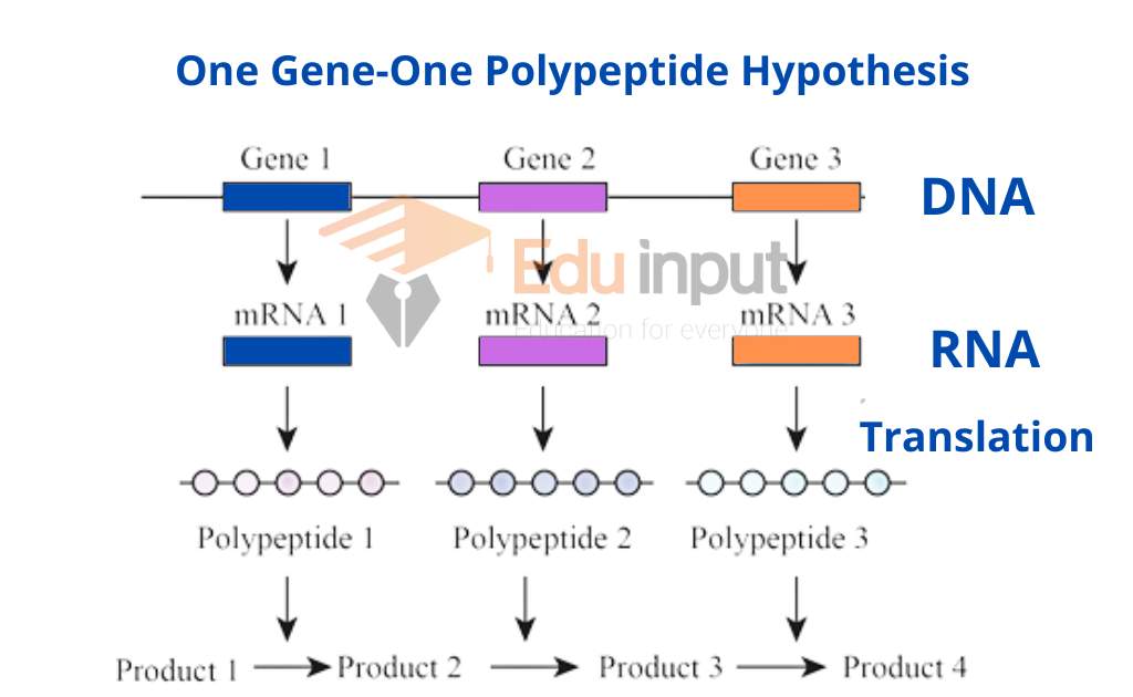 image representing one gene one polypeptide hypothesis