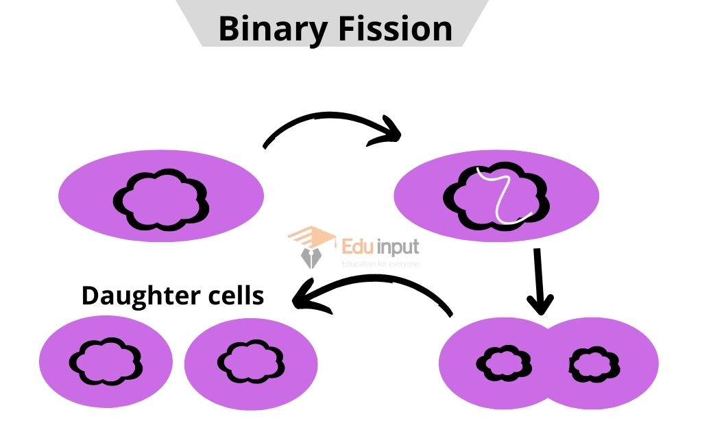 image showing the asexual reproduction through binary fission 